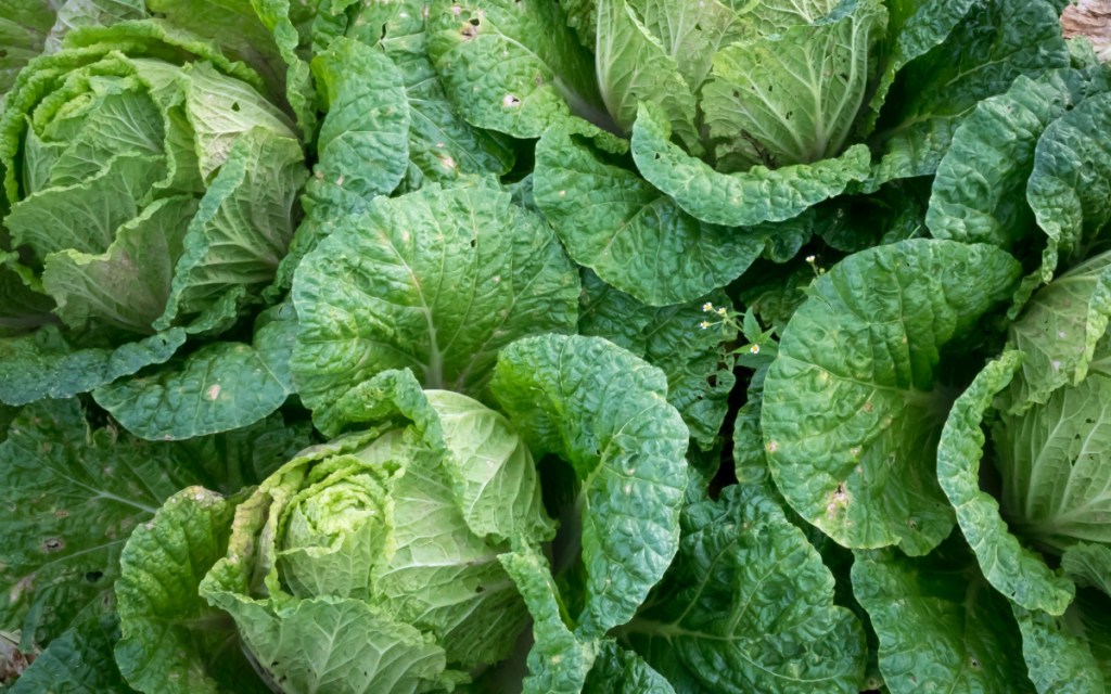 cabbage bunches