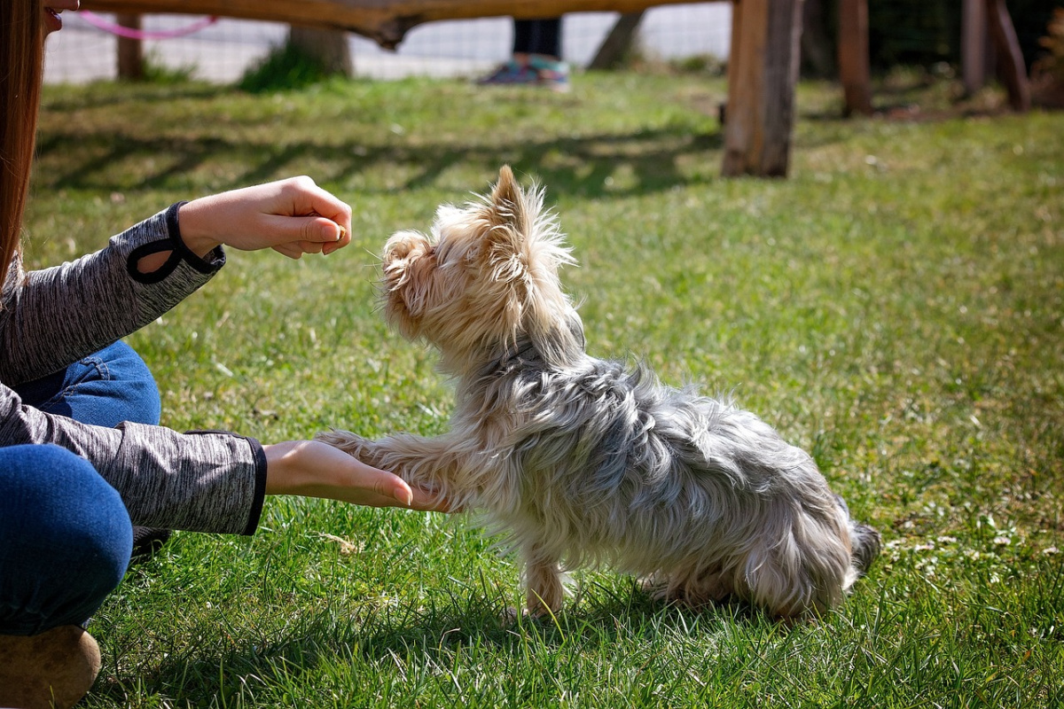 Pet owner training their small dog