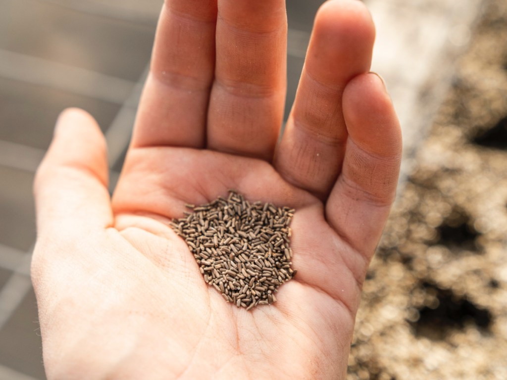 holding a handful of free garden seeds