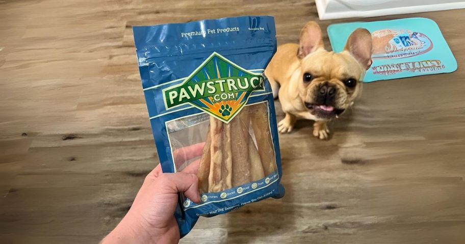 hand holding pawstruck treat bag and dog on floor begging for them