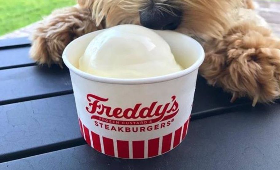 a frozen vanilla custard pup cup from Freddy;s