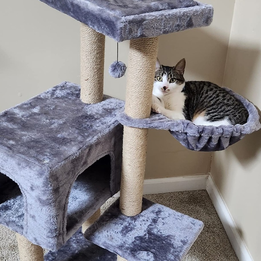 cat on gray cat tree