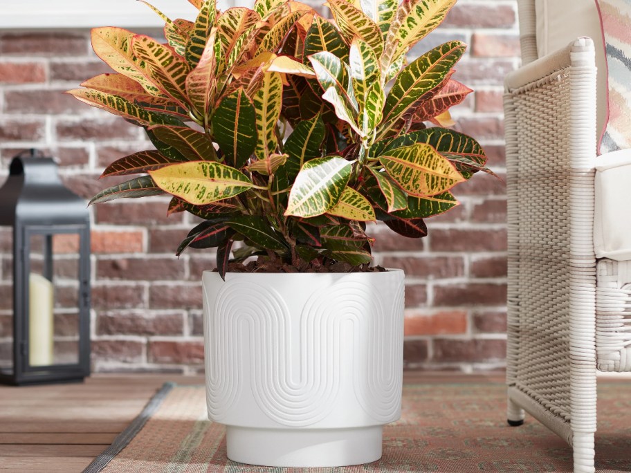 houseplant in white planter