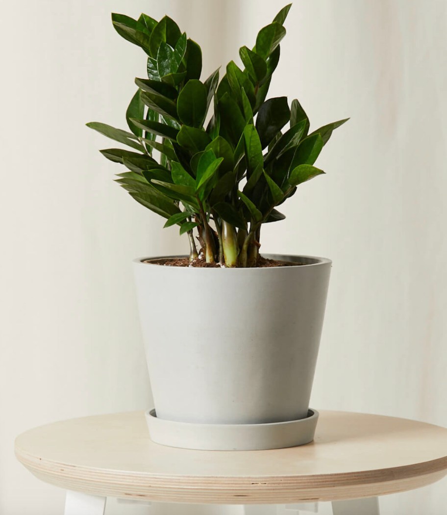 zz plant in gray planter on light wood round side table