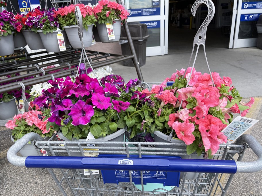 two hanging flower baskets in lowes shopping cart