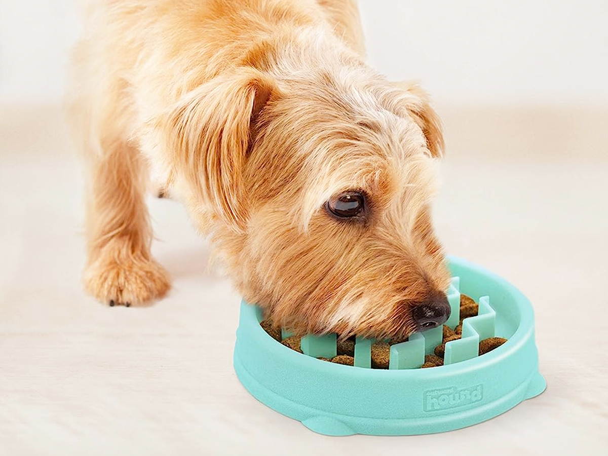 dog eating from small mint colored slow feeder bowl