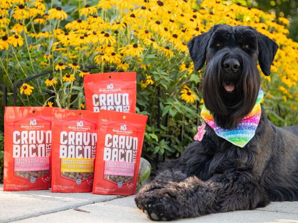 Dog sitting next to four bags of dog treats