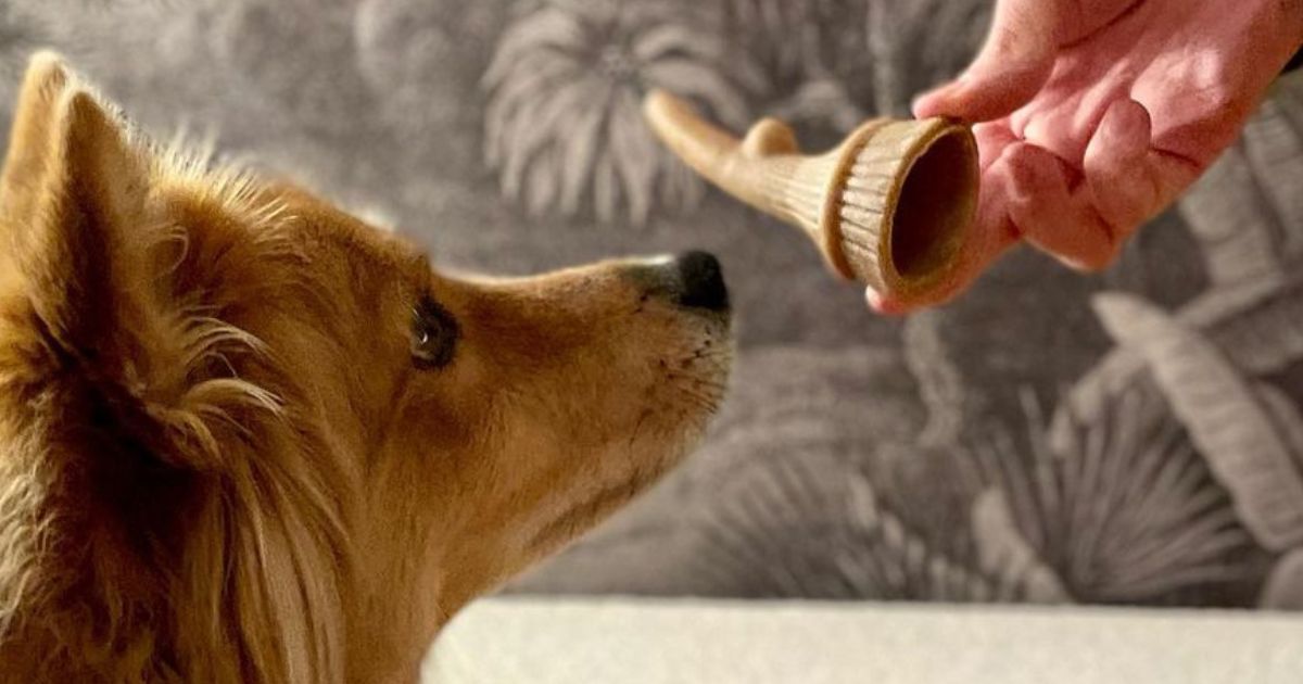 Person handing dog a whimzees occupy antler