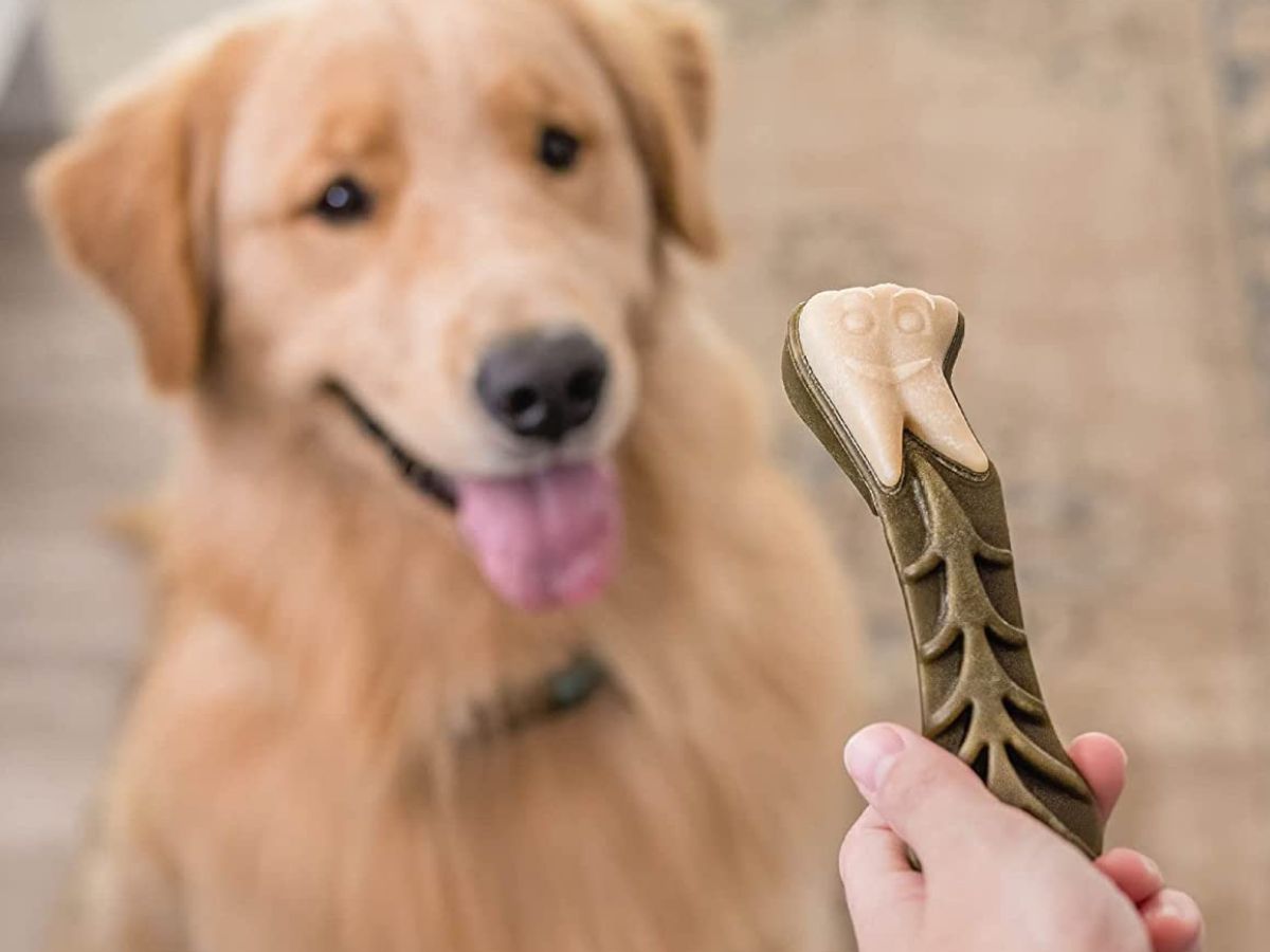 Golden retriever looking at a Whimzees Dental chew in owner's hand