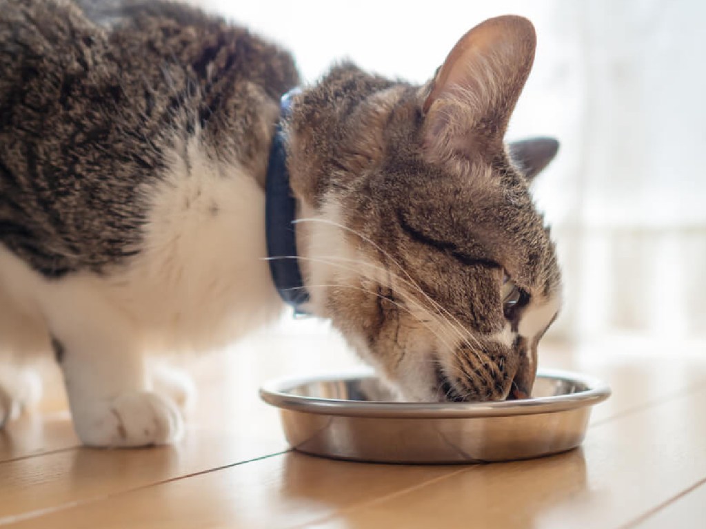 cat licking food bowl