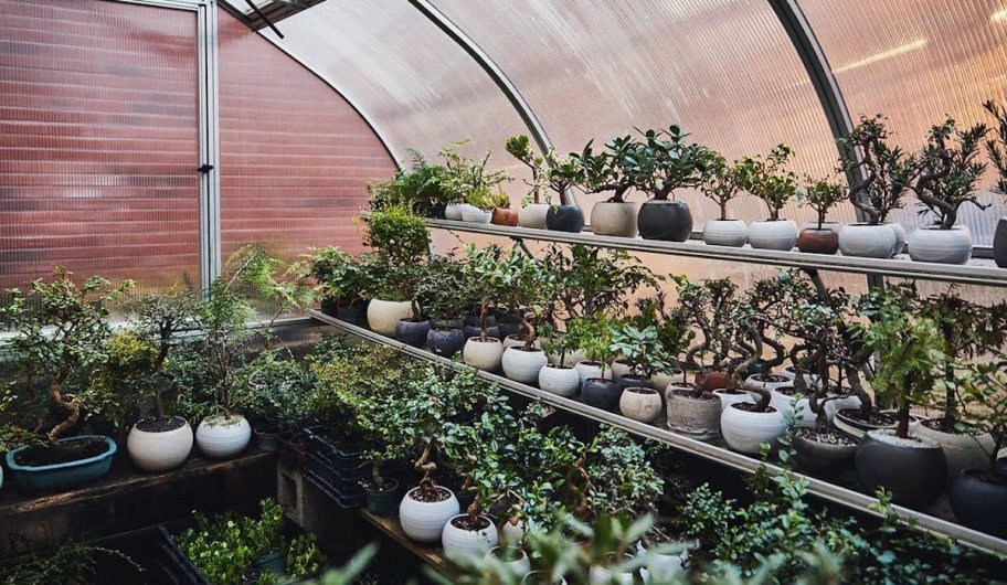 various bonsai plants in greenhouse - best place to buy plants online