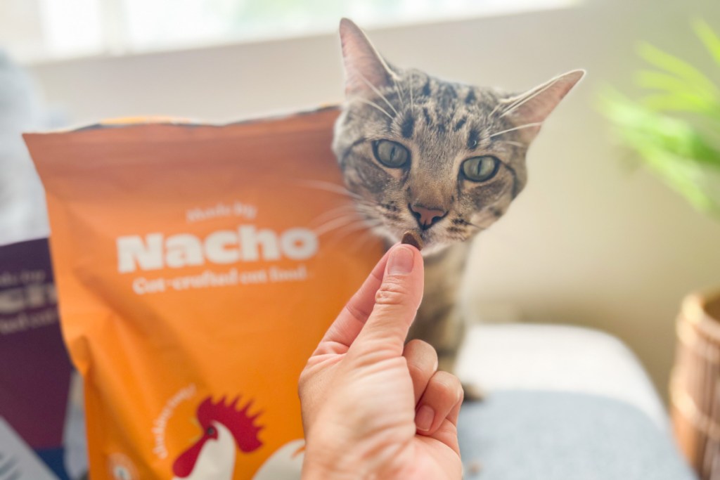 hand feeding cat kibble near bag of food