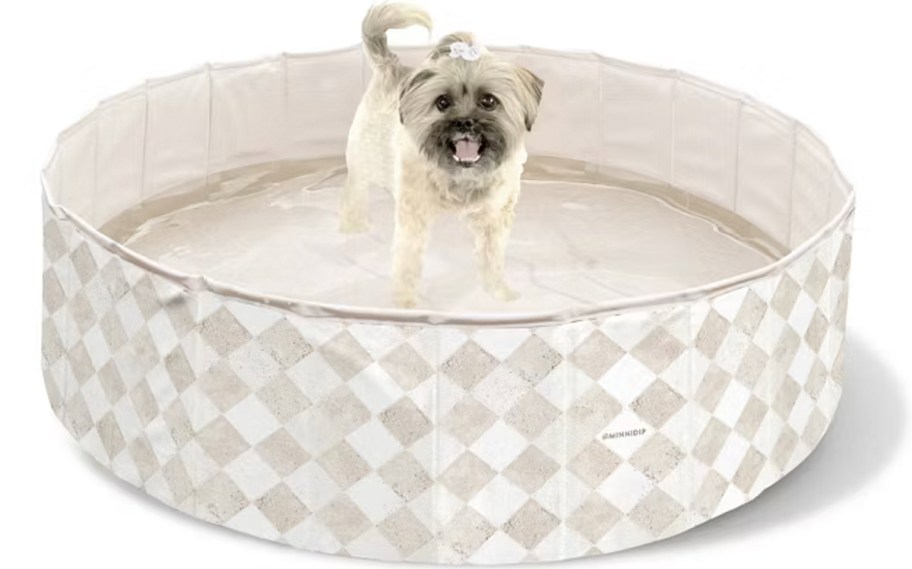 tan and white dog pool 