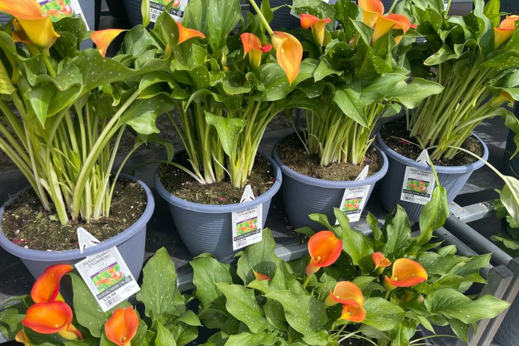 orange calla lillies