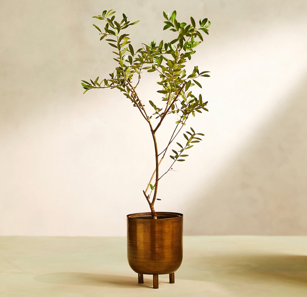 large tree in copper colored planter on floor best place to buy plants online