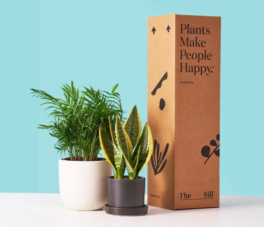 plants make people happy cardboard box new to potted plants