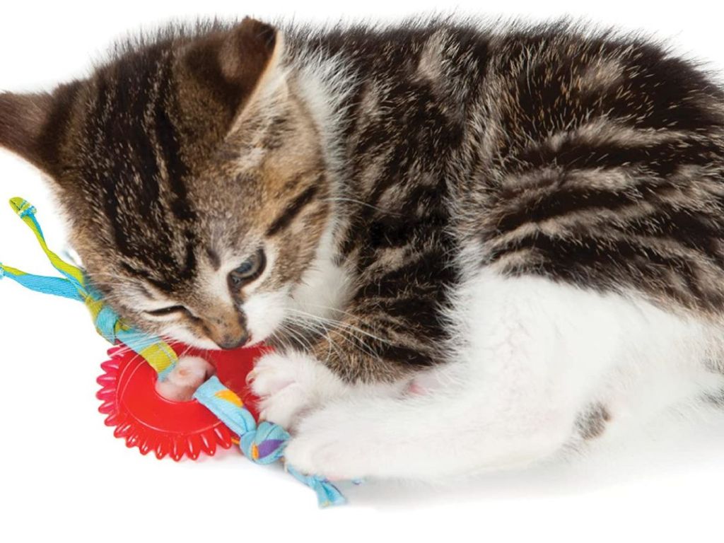 A cat playing with a toy 