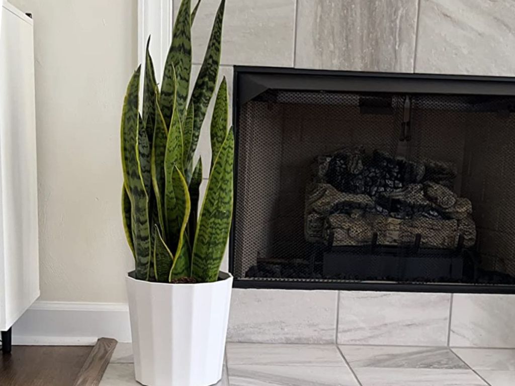 Costa Farms Snake Plant in front of a fireplace