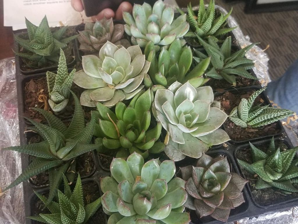 Lots of little planters filled with Costa Farms Succulents