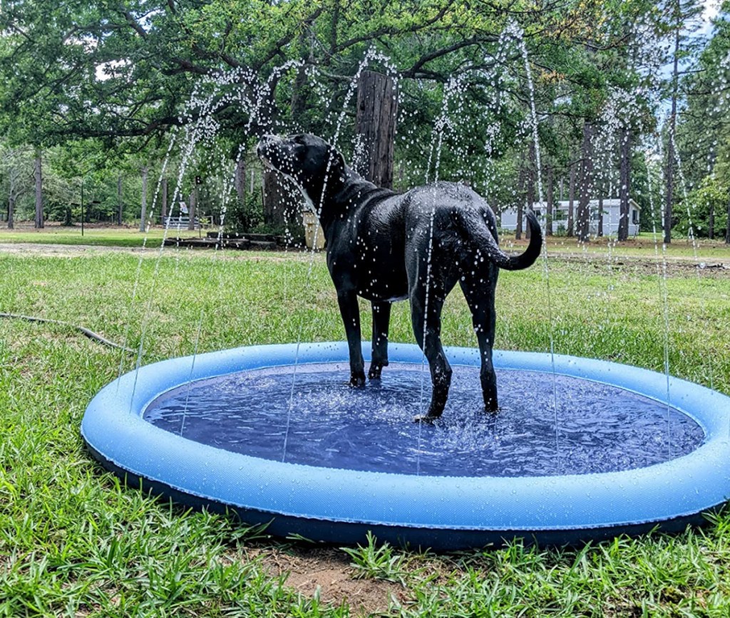 A dog outside enjoying the VISTOP splash pad for dogs
