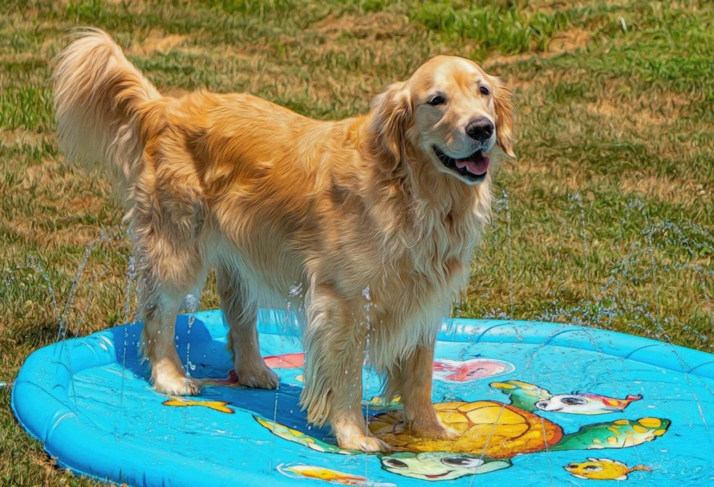 A golden retriever playing in a dog splash pad made by Zen Laboratory