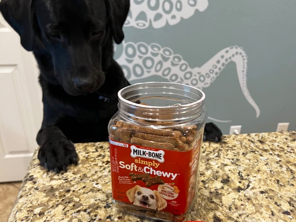 black lab with paws on counter looking at a jar of milkbone dog treats
