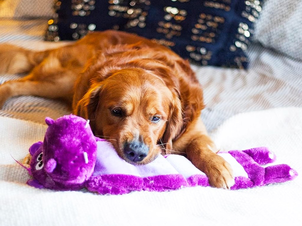 golden retriever with a purple hippo toy in its mouth