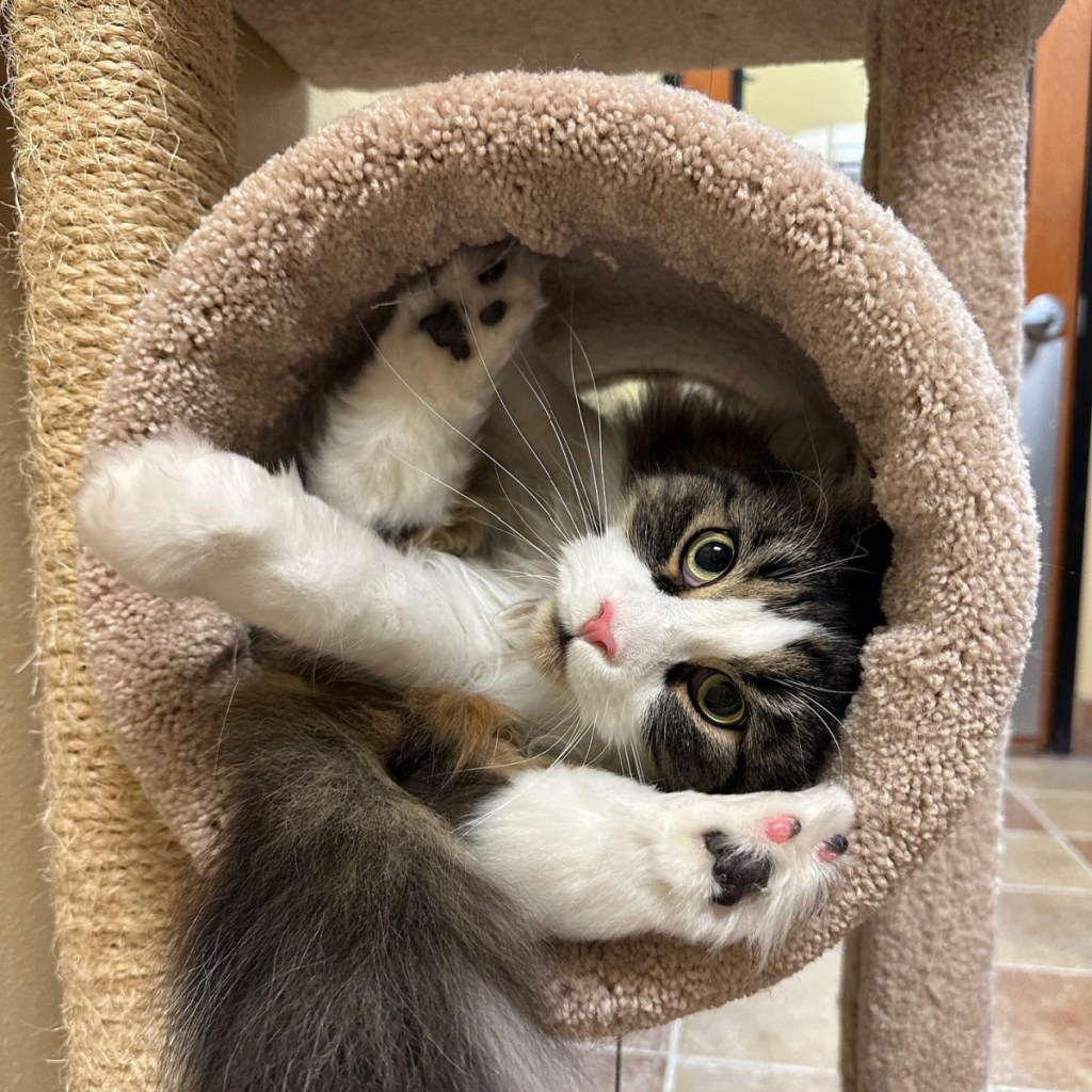 cat in cat tower hole