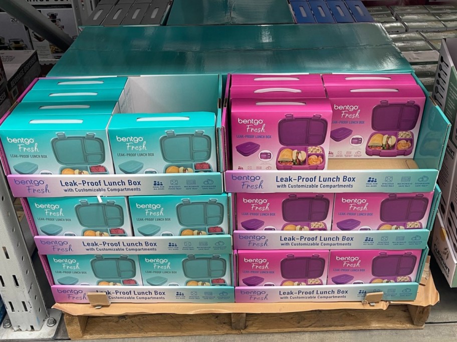 display of Bentgo Fresh 4-Compartment Leak-Proof Lunch Box in pink and blue