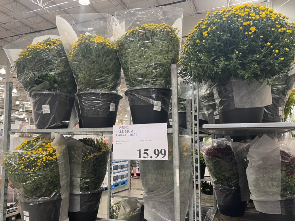 display of mum plants at costco with price sign