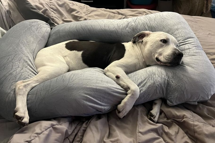 a dog laying propped up inside a full body pillow on a bed