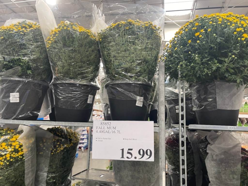 large fall mums at costco on rack