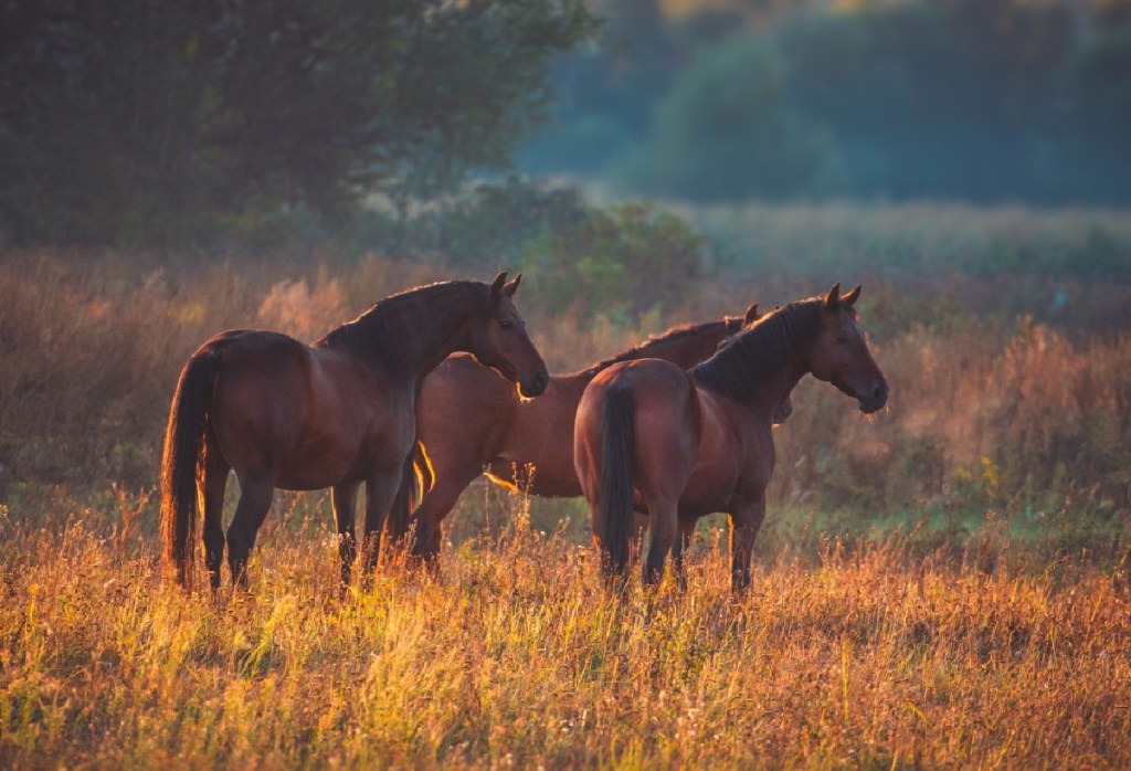 Three horses in a field