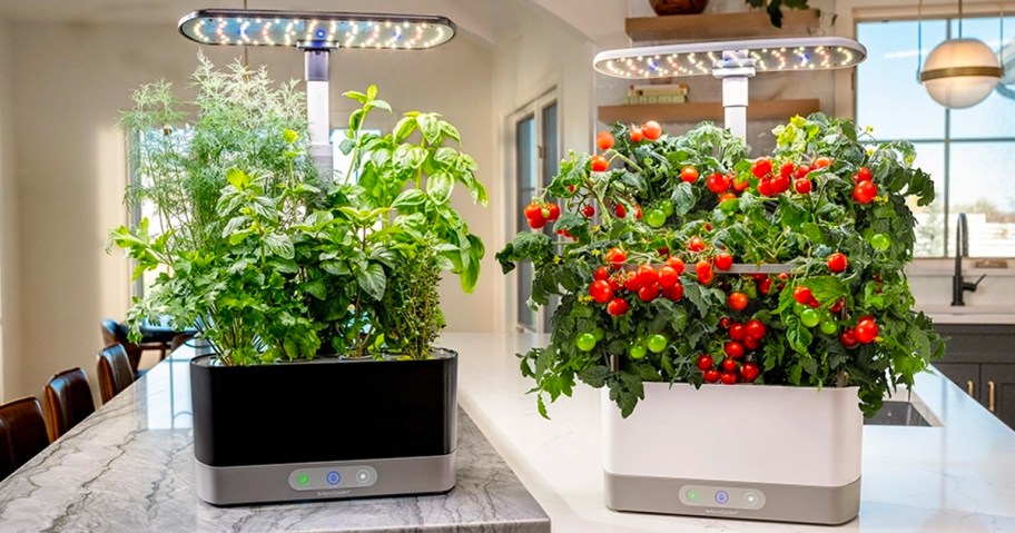 black and white aerogarden harvest elites on counter