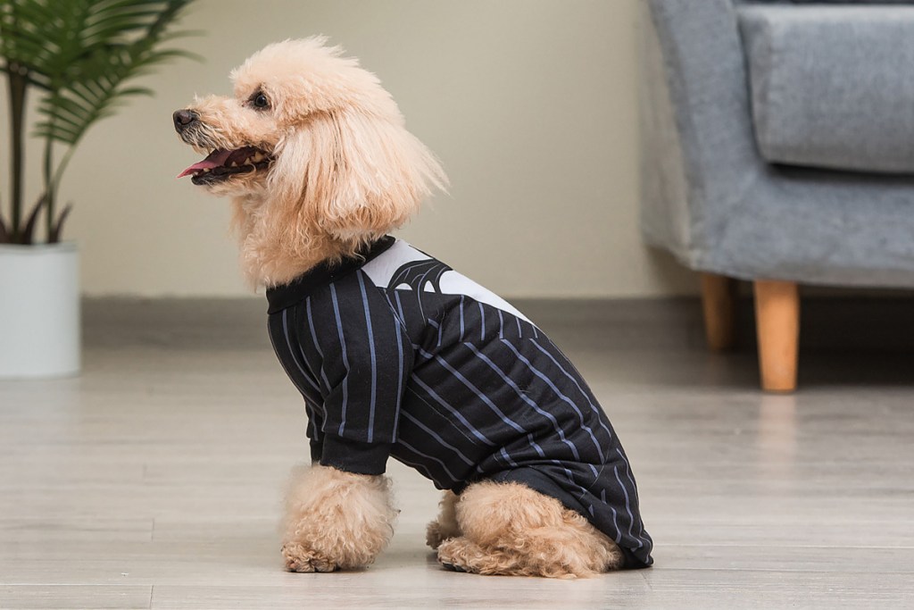 dog in jack skellington shirt