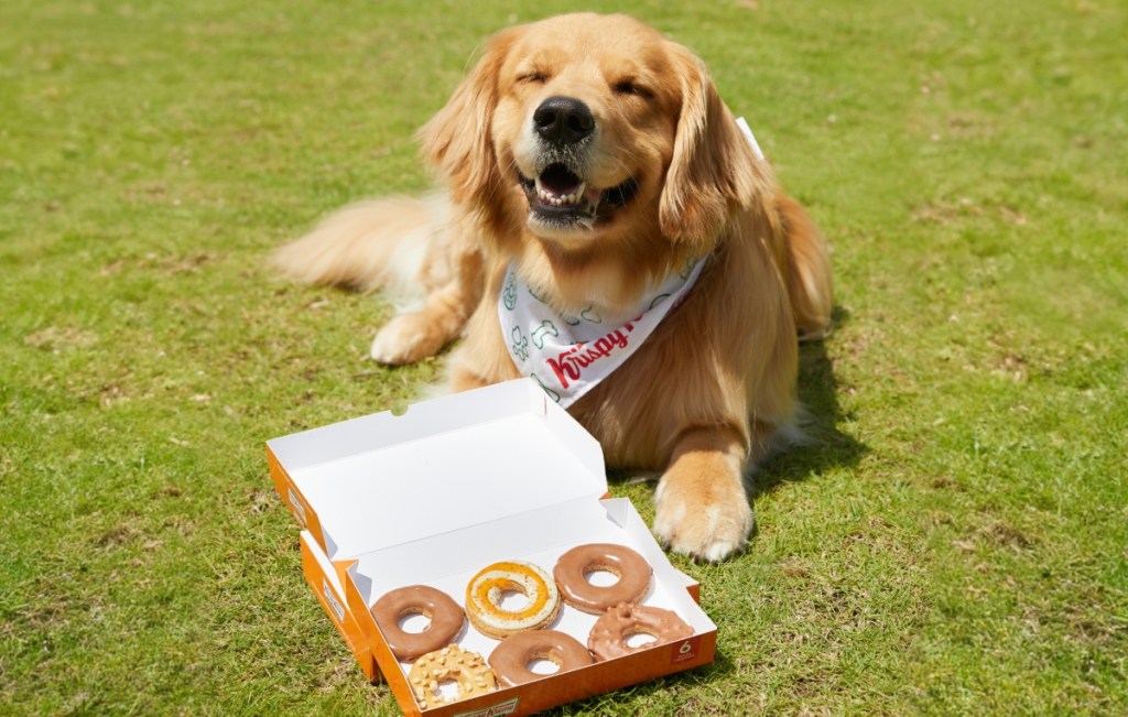 dog sitting next to open box of doughnuts