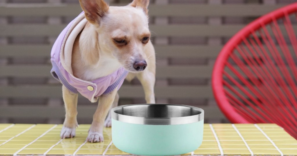 Small dog with a stainless steel pet bowl in front of it