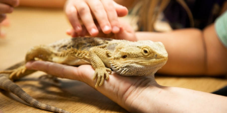 Teachers: Apply NOW for a Classroom Pet Grant or Class Therapy Dog