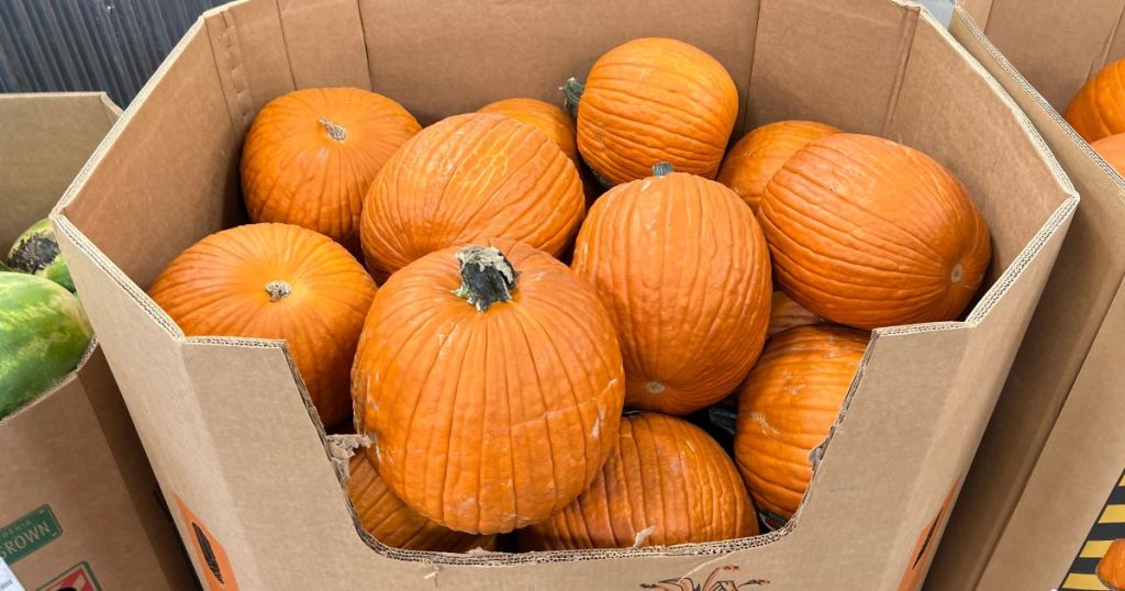 Pumpkins in a large bin at sams club