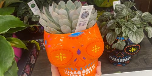 Day of the Dead Planter 2-Pack Just $16.94 at Sam’s Club