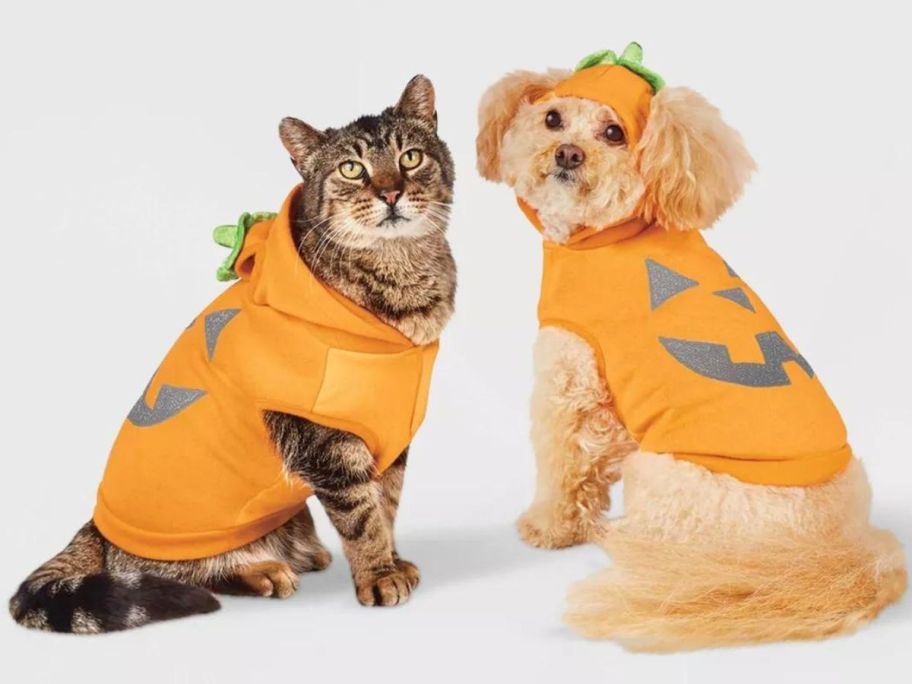 a cat and a dog dressed like Jack O Lanterns 