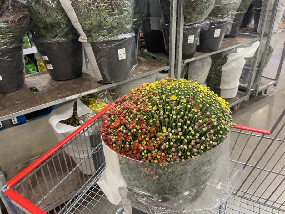 large multi color fall mum plant in a black plastic pot in a Costco Cart, more mum plants behind it