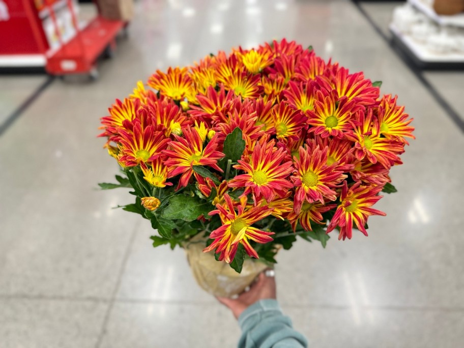 hand holding an orangish red and yellow fall mum plant