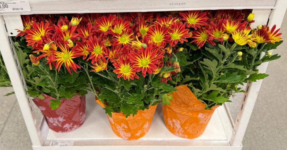 3 orange and yellow mum plants in red and orange wrapped paper on a shelf