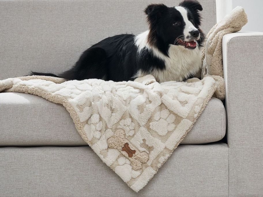 A sweet pup sitting on a comfy blanket on the couch