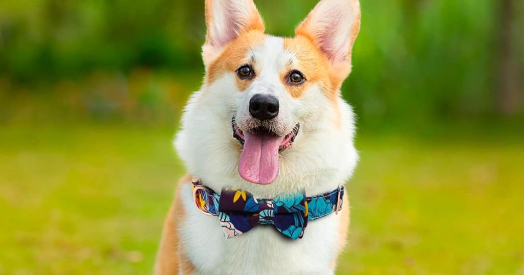 a corgi in a bowtie collar standing on a skate board