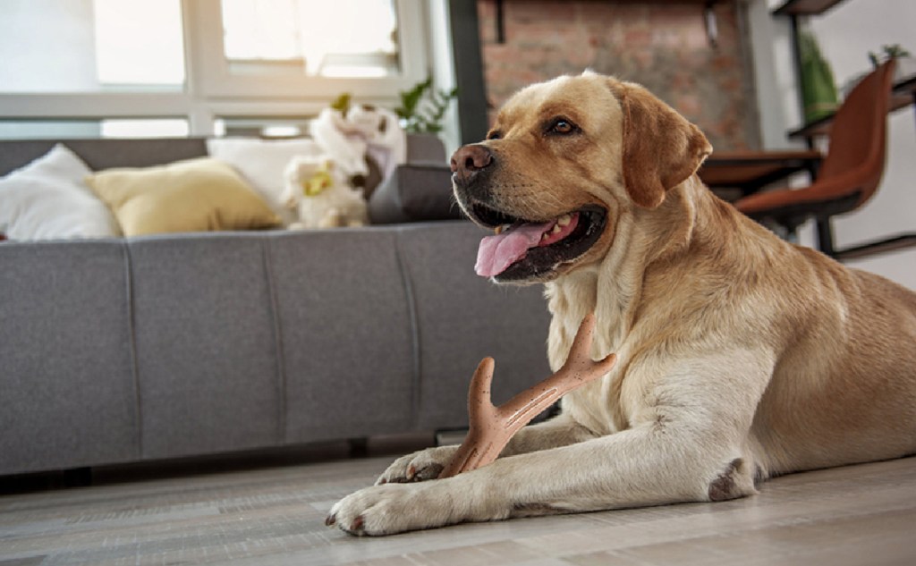 Antler dog Toy For Dogs that chew aggressively