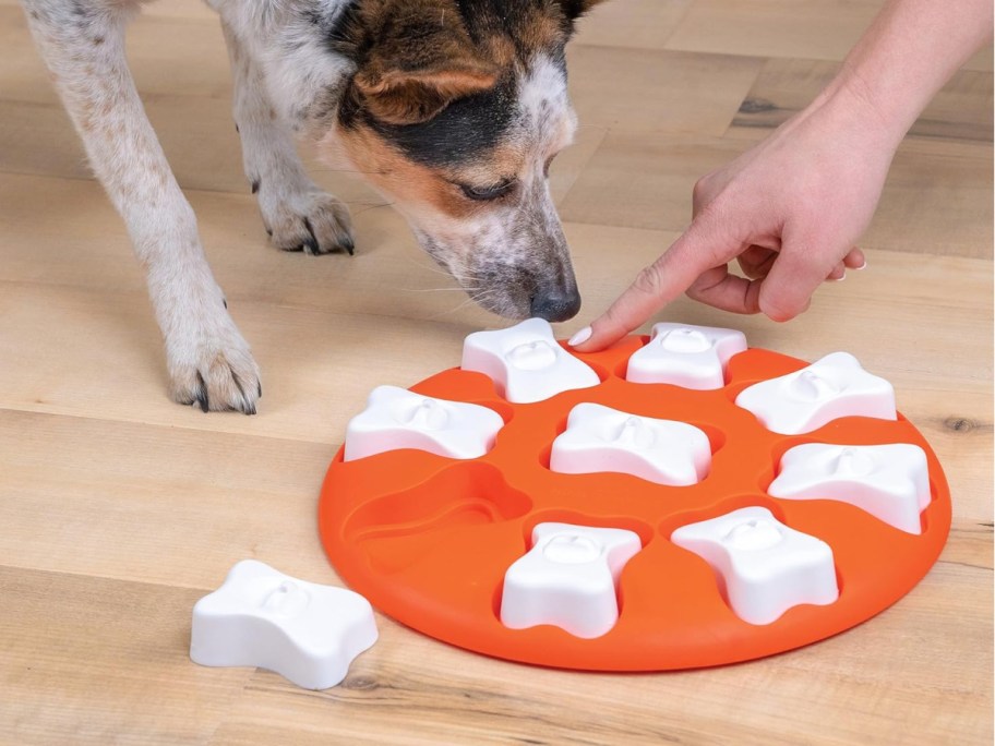 Dog eating his treat from Outward Hound Dog Smart Orange Interactive Treat Puzzle Dog Toy