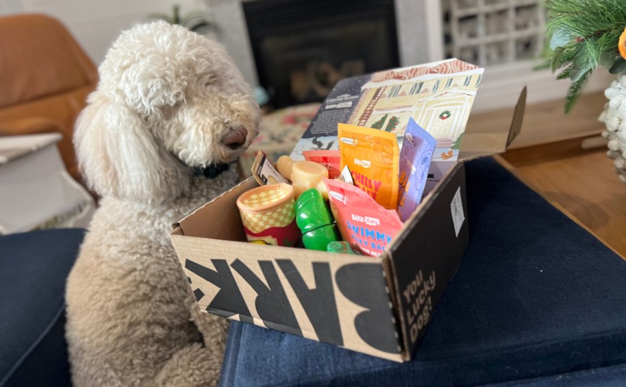 dog sitting next to an open box of bark box super chewer toys