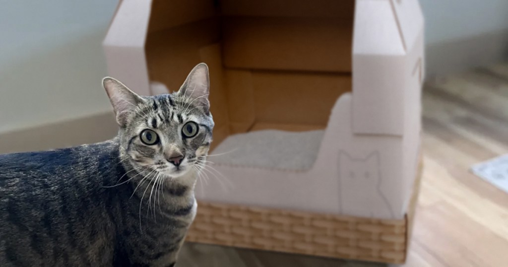 kitty poo club cat with litter box